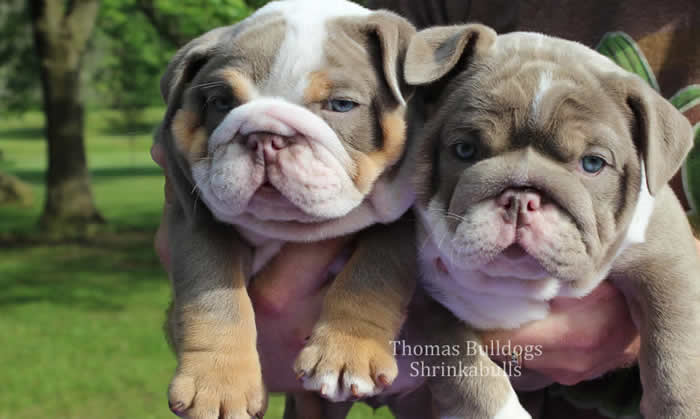 lilac english bulldog puppies for sale